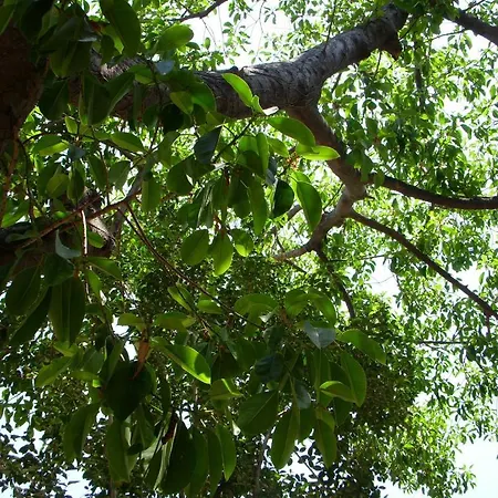 Villa Verde Guest house Antalya